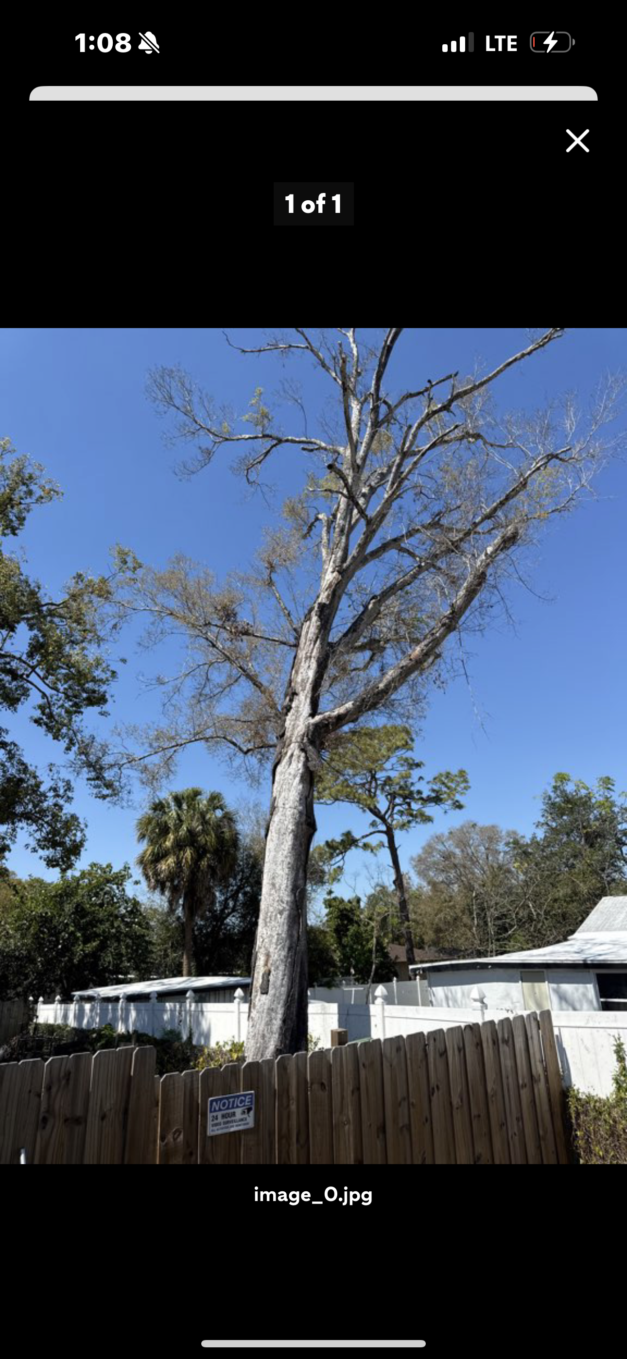 Dead tree removal with palm trees